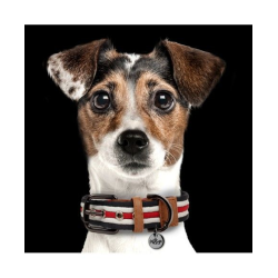 Collier pour chien Heritage - Bleu Blanc Rouge