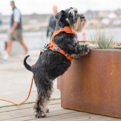Harnais Dog Copenhagen Comfort Walk Pro™ Rose