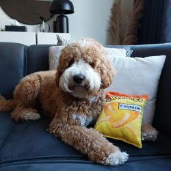 Peluche pour Chien Cheedogs