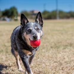 Jouet pour Chien KONG Balle avec Trou