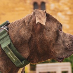 Collier pour Chien avec Poignée Tactique Vert - Spark Paws