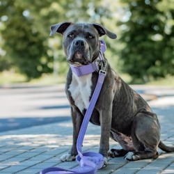 Collier pour Chien avec Poignée Tactique Lila - Spark Paws