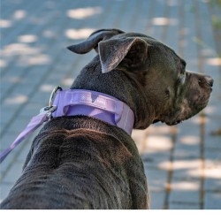 Collier pour Chien avec Poignée Tactique Lila - Spark Paws