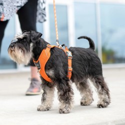 Harnais Dog Copenhagen Comfort Walk Pro™ Sable